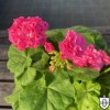 Pelargonium 'Blomkrakon Sirgid' - Pelargoon 'Blomkrakon Sirgid' P9/0,55L